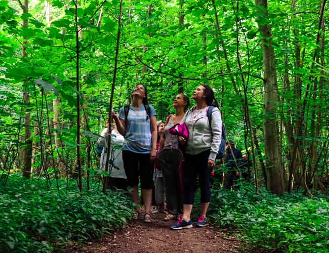 Stanmer Woods near Brighton